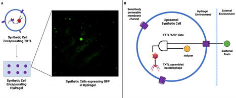Synthetic cells for phage therapy: a perspective | frn | RMH | Scoop.it