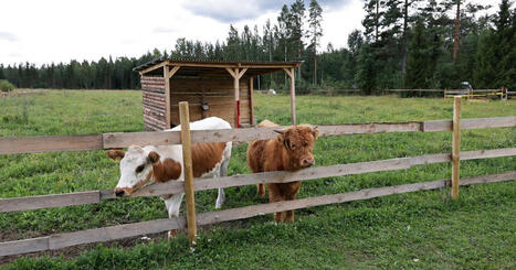 El&auml;inmatkailu on kasvava bisnes: tuhannet el&auml;imet painavat t&ouml;it&auml; maatiloilla ja Lapin hangilla | Kotimaa | Yle | A1Uutiset | Scoop.it