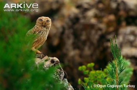 Little owl videos, photos and facts - Athene noctua | ARKive | APOIO AO ESTUDO | Scoop.it