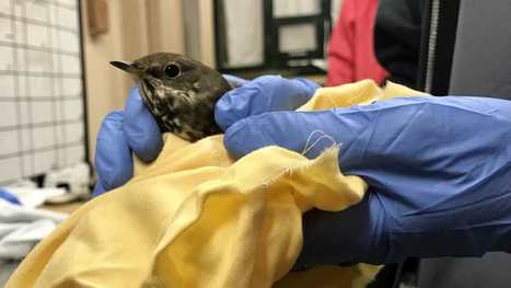 Le nombre d’oiseaux blessés en percutant des fenêtres en hausse | Les oiseaux au gré du vent | Scoop.it