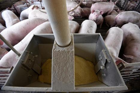 Union opposes reopening U.S. meat plants as more workers die - Reuters | PSLabor:  Your Union Free Advantage | Scoop.it
