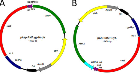 A Simple CRISPR/Cas9 System for Efficiently Targeting Genes of Aspergillus Section Flavi Species, Aspergillus nidulans, Aspergillus fumigatus, Aspergillus terreus, and Aspergillus niger | msp | RMH | Scoop.it