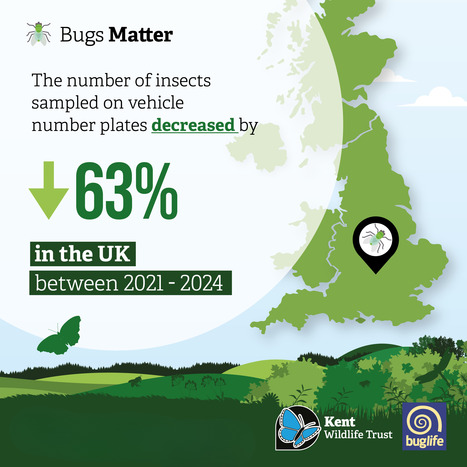 Bugs Matter survey shows ongoing decline in UK flying insects - Buglife latest news | EntomoNews | Scoop.it