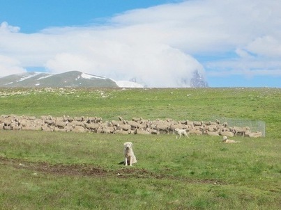En Italie, dans les Abruzzes, le loup est tenu &agrave; distance des moutons | Pastoralisme Ours Loups Lynx | Scoop.it