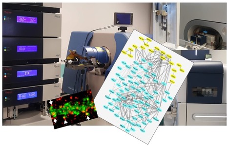 FOCUS PLATEFORME : Protéomique-Gif (SICaPS) : une plateforme dédiée à l’exploration des protéomes et de leurs modifications | I2BC Paris-Saclay | Scoop.it