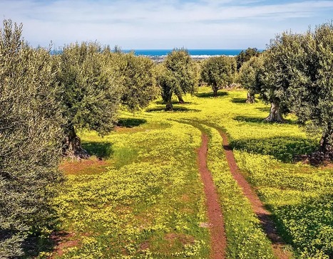 ITALY: Apulian Producers Call for More Government Support for Olive Oil Sector | CIHEAM Press Review | Scoop.it