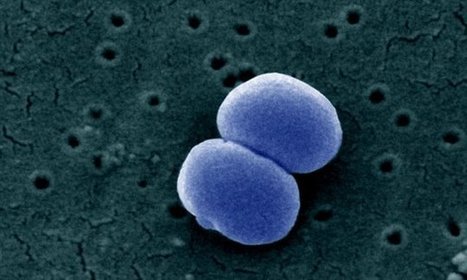 Superbug strain resistant to ALL known antibiotics is found in Australian hospitals | Daily | Bioscience News - GEG Tech top picks | Scoop.it