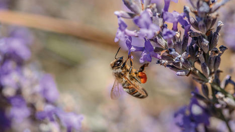 On a tous besoin de nature - Agence Régionale de la Biodiversité de la région Provence-Alpes-Côte-D’azur | Biodiversité | Scoop.it