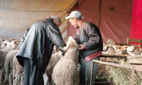 Aïd Al-Adha : Achat du mouton : les meilleures affaires sont souvent dans les fermes | Nouvelles du Maghreb | Scoop.it