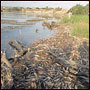 Désastre écologique pour le fleuve Moulouya au Maroc | Biodiversité - @ZEHUB on Twitter | Scoop.it