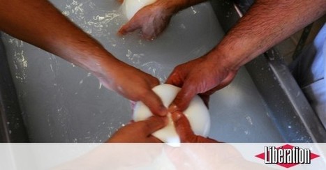 Bufflonne de Campanie ou vache des Pouilles : guerre des mozzarella en Italie | Lait de Normandie... et d'ailleurs | Scoop.it