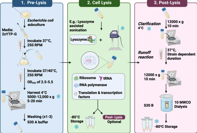 Cell-free expression system: a promising platfo...