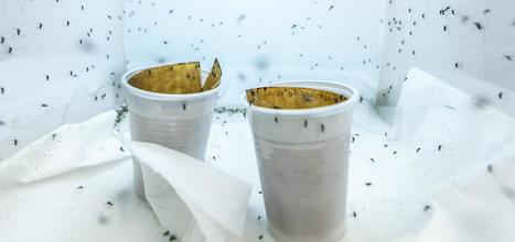 Chikungunya : soigner le mal par le mâle | EntomoNews | Scoop.it
