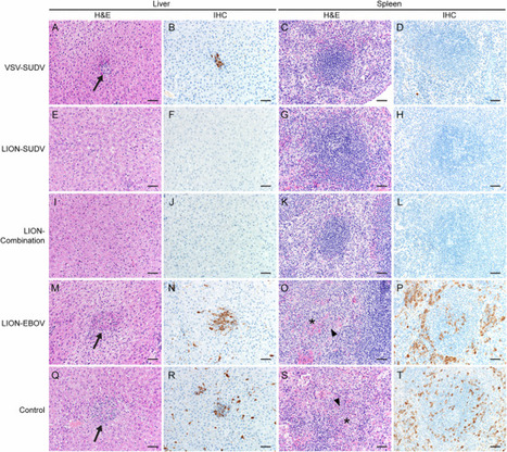 Single-dose replicon RNA Sudan virus vaccine uniformly protects female guinea pigs from disease | Nature Communications | Virology News | Scoop.it
