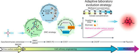 Reprogramming methanol utilization pathways to convert Saccharomyces cerevisiae to a synthetic methylotroph | Ncat | RMH | Scoop.it
