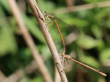 Ile-de-France : un quart des libellules menac&eacute;es ou disparues | EntomoNews | Scoop.it