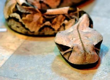 Snake's Ultra-black Spots May Aid High-Tech Quest | Biomimicry | Scoop.it