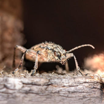 Biologie - Des bestioles croustillantes : &agrave; la d&eacute;couverte des Arthropodes ! | &Eacute;cole normale sup&eacute;rieure de Lyon | Vari&eacute;t&eacute;s entomologiques | Scoop.it