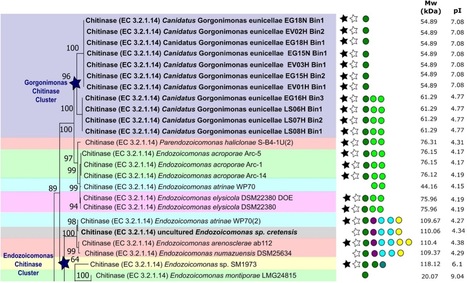 Widespread occurrence of chitinase genes in an iconic animal-dwelling bacterial family | iBB | Scoop.it