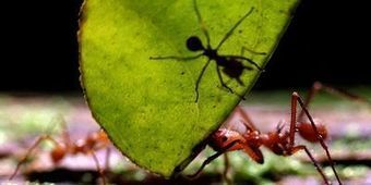 Des fourmis-zombies découvertes au Brésil | EntomoNews | Scoop.it