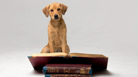 Life Goes To The Dogs: Congrats Friends @Dognition On Great NYT Mention | Social Marketing Revolution | Scoop.it