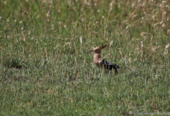 Huppe fasciée (Upupa epops), Hoopoe | Camargue Nature | Scoop.it