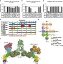 A specific CD4 epitope bound by tregalizumab mediates activation of regulatory  T cells- Nature.com | Immunology and Biotherapies | Scoop.it
