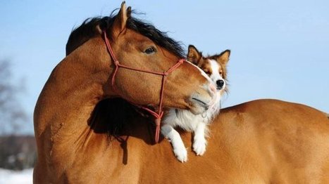 Complicit&eacute; entre les chevaux et nos animaux de compagnie : Les merveilles de Facebook - France 3 Basse-Normandie | Cheval et Nature | Scoop.it