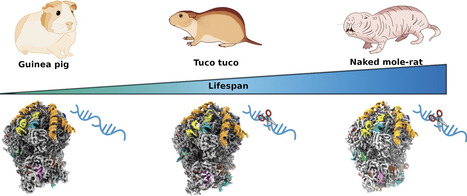 Structures of naked mole-rat, tuco-tuco, and guinea pig ribosomes&mdash;is rRNA fragmentation linked to translational fidelity? | nar | RMH | Scoop.it