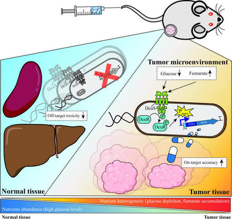 aspA promoter as a tumor microenvironment-responsive autoswitch for anticancer agent expression in Escherichia coli | Jbe | RMH | Scoop.it
