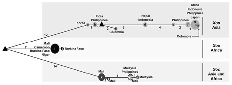 Mol Plant Pathol: Multilocus sequence analysis and type III effector repertoire mining provide new insights into the evolutionary history and virulence of Xanthomonas oryzae | Plant Pathogenomics | Scoop.it