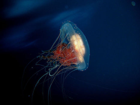 Can a jellyfish unlock the secret of immortality? | KurzweilAI | Longevity science | Scoop.it