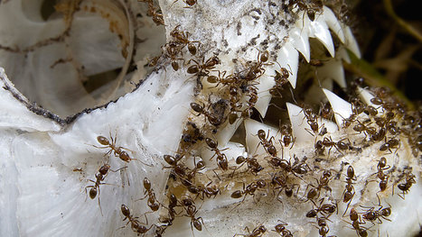 Le virus de la fourmi planétaire | EntomoNews | Scoop.it