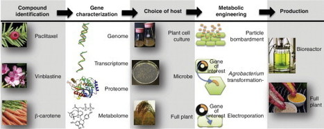Metabolic engineering approaches for production of biochemicals in food and medicinal plants | Plant and Seed Biology | Scoop.it