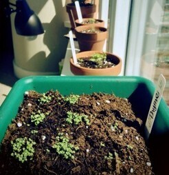 Herbes aromatiques : faites-vous ces 12 erreurs ? - PotagerDurable.com | La Sagesse de la Nature | Scoop.it