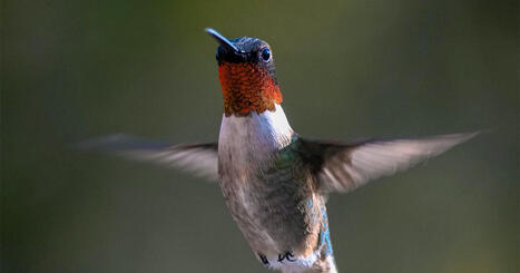 Five Incredible Ways Birds Change Their Bodies for Spring and Fall Migration | RAINFOREST EXPLORER | Scoop.it
