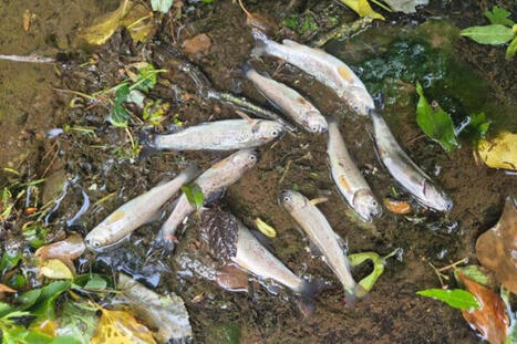 Over 400 fish killed in Co Derry river pollution spill / le 17.10.2025 | Pollution accidentelle des eaux (+ déchets plastiques) | Scoop.it