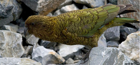 Découvrez pourquoi les perroquets kéas sont uniques au monde | Les oiseaux au gré du vent | Scoop.it