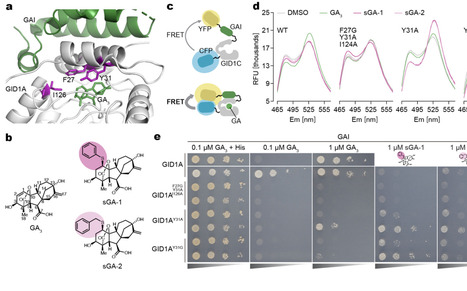 Synthetic activation of gibberellin signaling reveals spatial coordination of root growth | brvp | RMH | Scoop.it