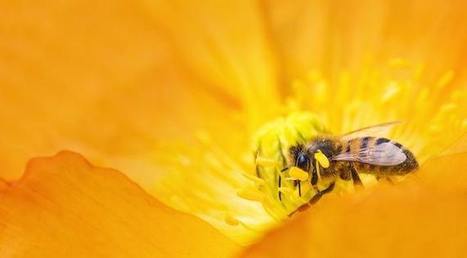 [Podcast] Les arithméticiennes abeilles (chronique 92) | EntomoScience | Scoop.it