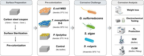 Preemptive biofilm colonization blocks microbial metal corrosion | npj | RMH | Scoop.it
