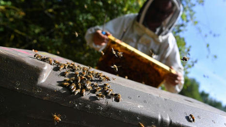 Production de miel: nos abeilles se sont surpassées cette année | Actu environnement en HdF | Scoop.it