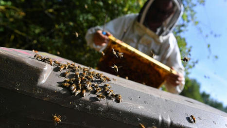 Production de miel: nos abeilles se sont surpass&eacute;es cette ann&eacute;e | Actu environnement en HdF | Scoop.it