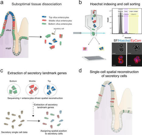 Clump sequencing exposes spatial expression programs of cells | Amazing Science | Scoop.it