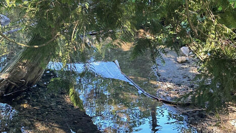 City of Abbotsford continues creek clean up after chemical spill / le 08.07.2024 | Pollution accidentelle des eaux par produits chimiques | Scoop.it