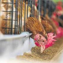 Volailles : Bruxelles épingle les abattoirs français | La Gazette des abattoirs | Scoop.it