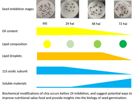Modifications affectant les réserves protéiques et lipidiques chez la graine de Chia lors de sa germination | Life Sciences Université Paris-Saclay | Scoop.it