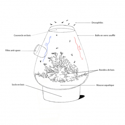 La lampe, la mouche et le champignon | EntomoScience | Scoop.it