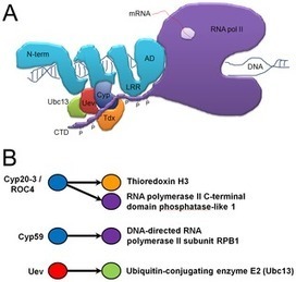 TAL Effectors Target the C-Terminal Domain of RNA Polymerase II (CTD) by Inhibiting the Prolyl-Isomerase Activity of a CTD-Associated Cyclophilin - PLoS One | TAL effector science | Scoop.it