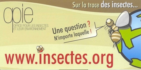 Quels sont les plus gros insectes ? | EntomoScience | Scoop.it